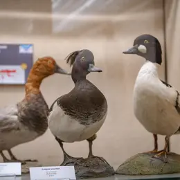 Un froid de canard