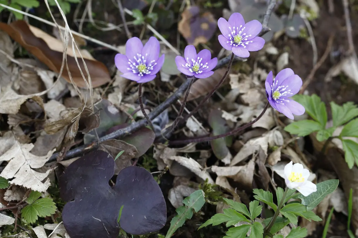 Sortie botanique à Sentheim