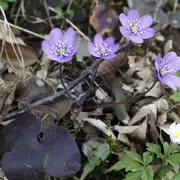 Sortie botanique à Sentheim