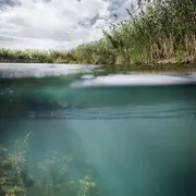 Espèces exotiques en milieux aquatiques : comprendre les invasions biologiques