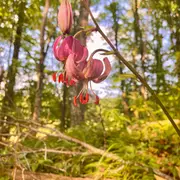 Sortie botanique à Sentheim