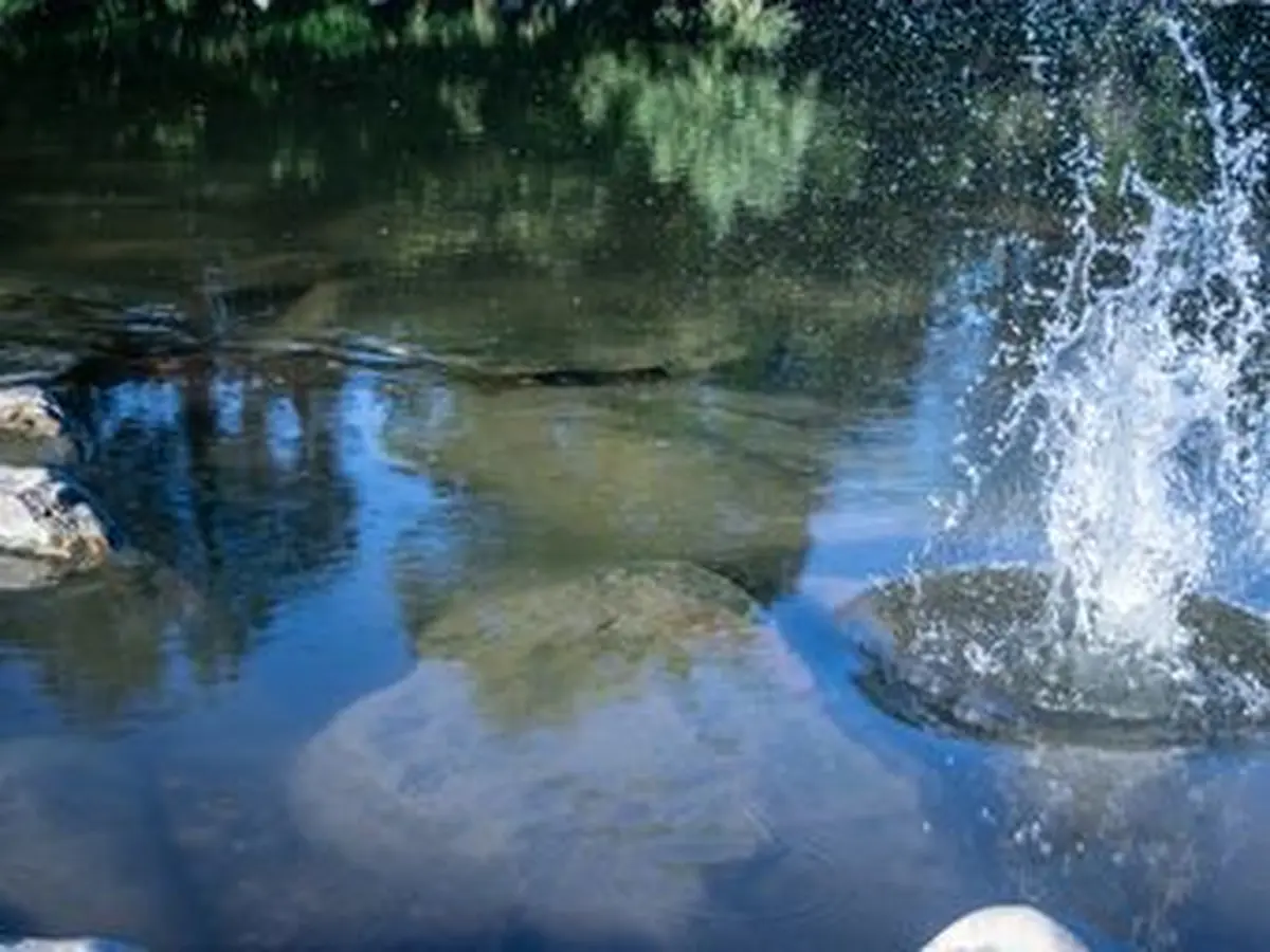 Sortie nature : oiseaux et flore au bord de la Thur