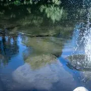 Sortie nature : oiseaux et flore au bord de la Thur