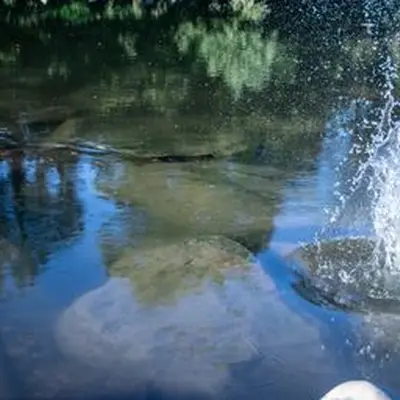 Sortie nature : oiseaux et flore au bord de la Thur