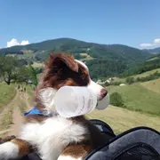 Marche gourmande Les terrasses de LAPOUTROIE