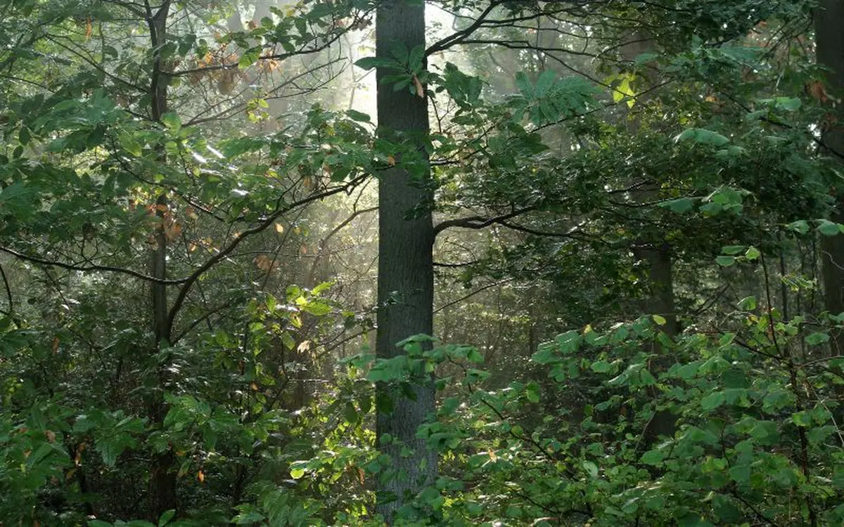 Atelier famille : balade de printemps