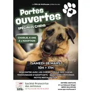 Portes ouvertes spéciales chiens à la SPA de Mulhouse