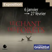 Vincent Munier - Le chant des forêts
