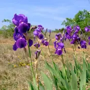 à la découverte des orchidées et de la biodiversité atypique du Bollenberg