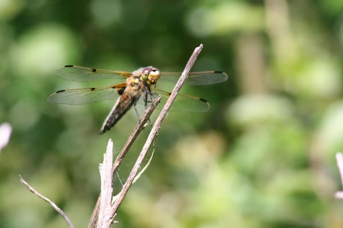Les petites bêtes de la mare