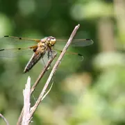 Les petites bêtes de la mare
