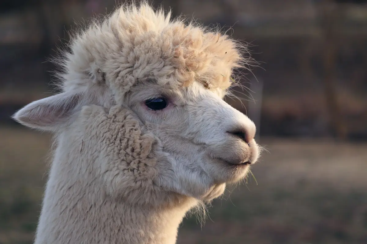 Visite pédagogique du Clos des Lamas et Alpagas