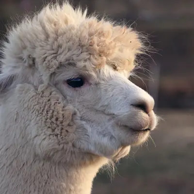 Visite pédagogique du Clos des Lamas et Alpagas