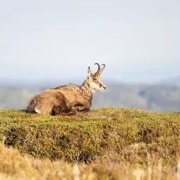 Un été au vert dans la Vallée de Munster