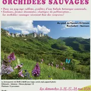 A la rencontre des orchidées sauvages
