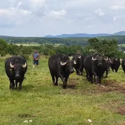 Le domaine des bufflonnes