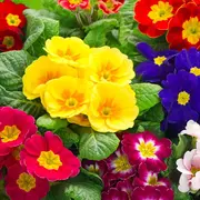 Des fleurs pour lutter contre le cancer