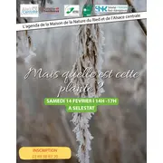 Mais quelle est cette plante ?