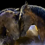 Les Folies Gruss - 42ème création