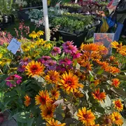 Fête des plantes et vide-jardin