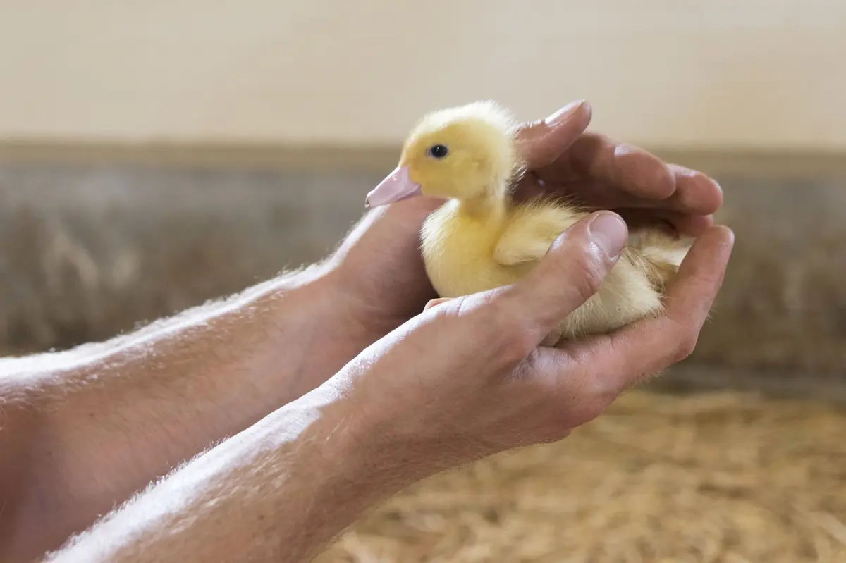 Le Gaveur du Kochersberg : quand la passion du produit est au cœur d'une famille