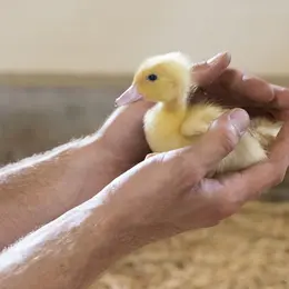 Le Gaveur du Kochersberg : quand la passion du produit est au cœur d'une famille