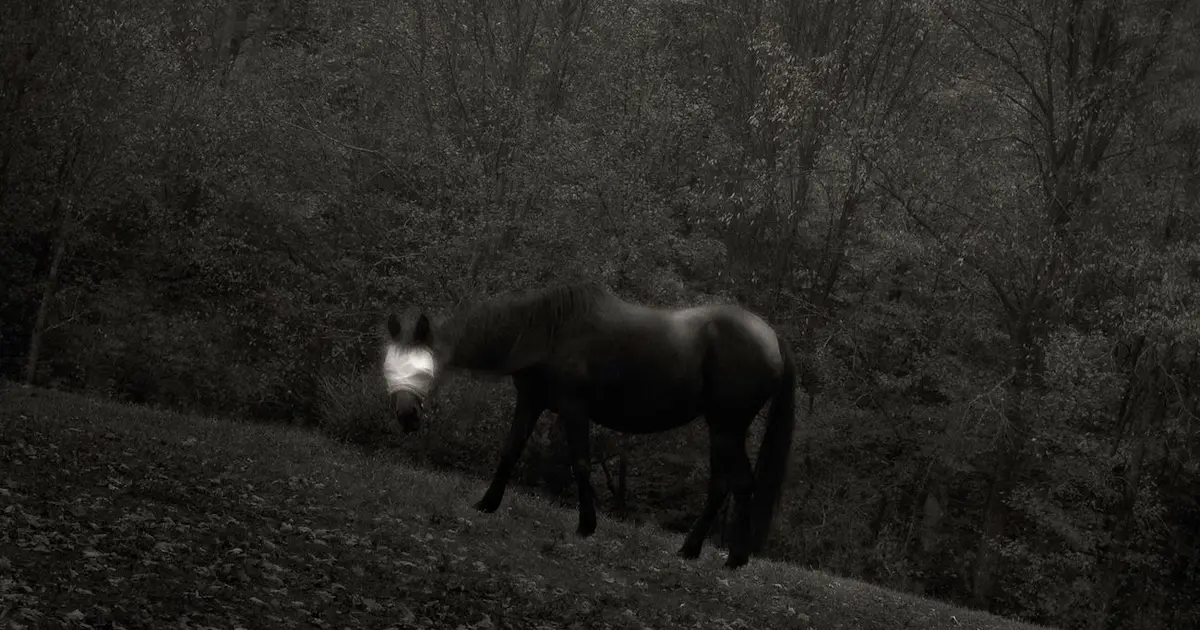 Une soirée avec Alain Willaume, photographe : un réel hanté