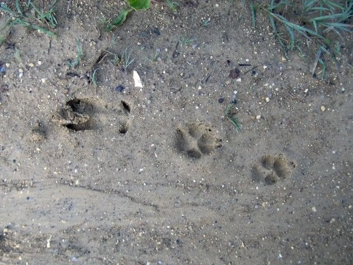 Sur les traces des animaux