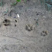 Sur les traces des animaux