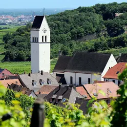 De la vigne au verre - secret du vin d'Alsace au domaine Meyer Alfred