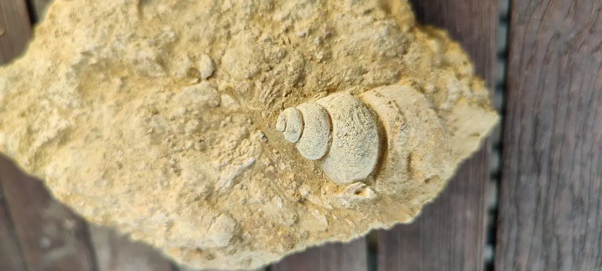 Atelier Famille dégagement et préparation de fossiles