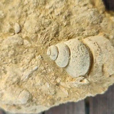 Atelier Famille dégagement et préparation de fossiles