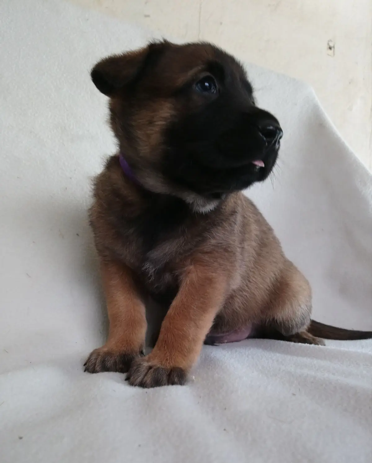 Elevage des Loups boutins