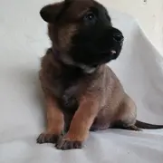 Elevage des Loups boutins