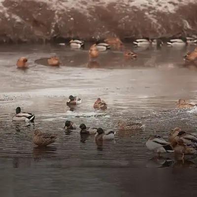 Sortie nature : les oiseaux d'eau hivernants 