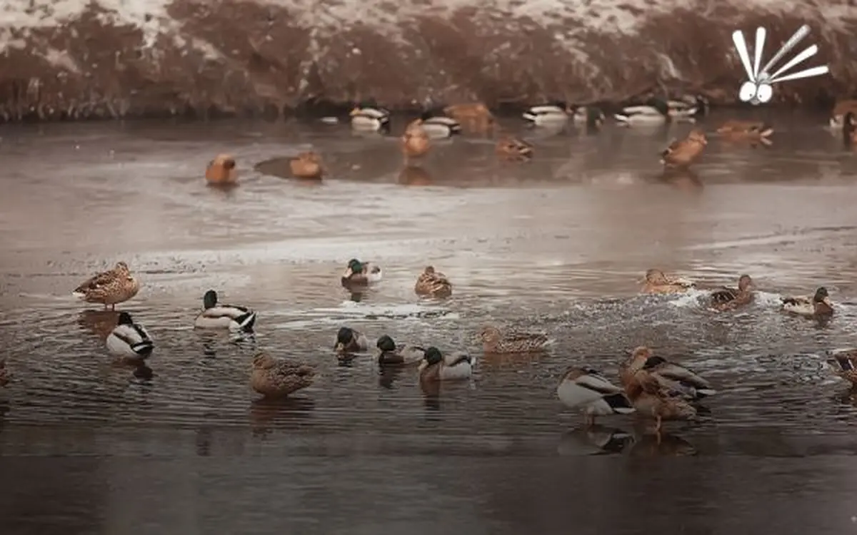 Sortie nature : Castor et oiseaux d'eau