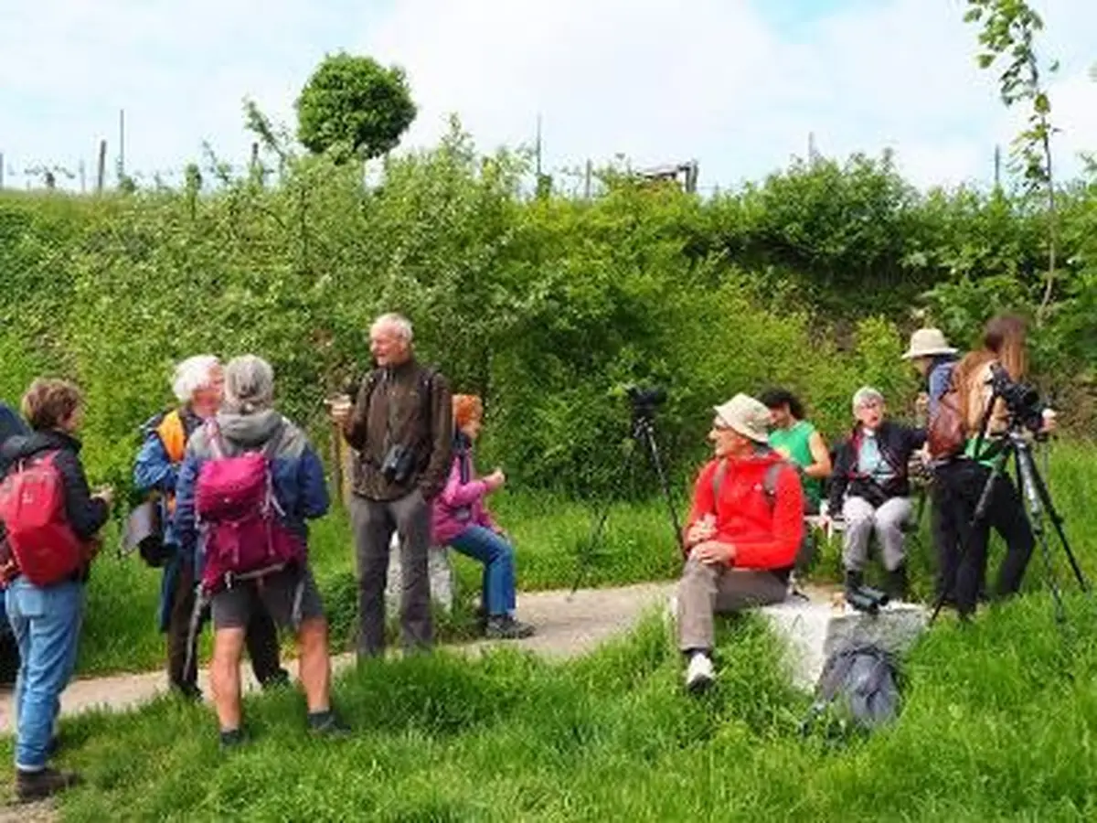 Découvertes naturalistes autour de Sasbach ( Kaiserstuhl)