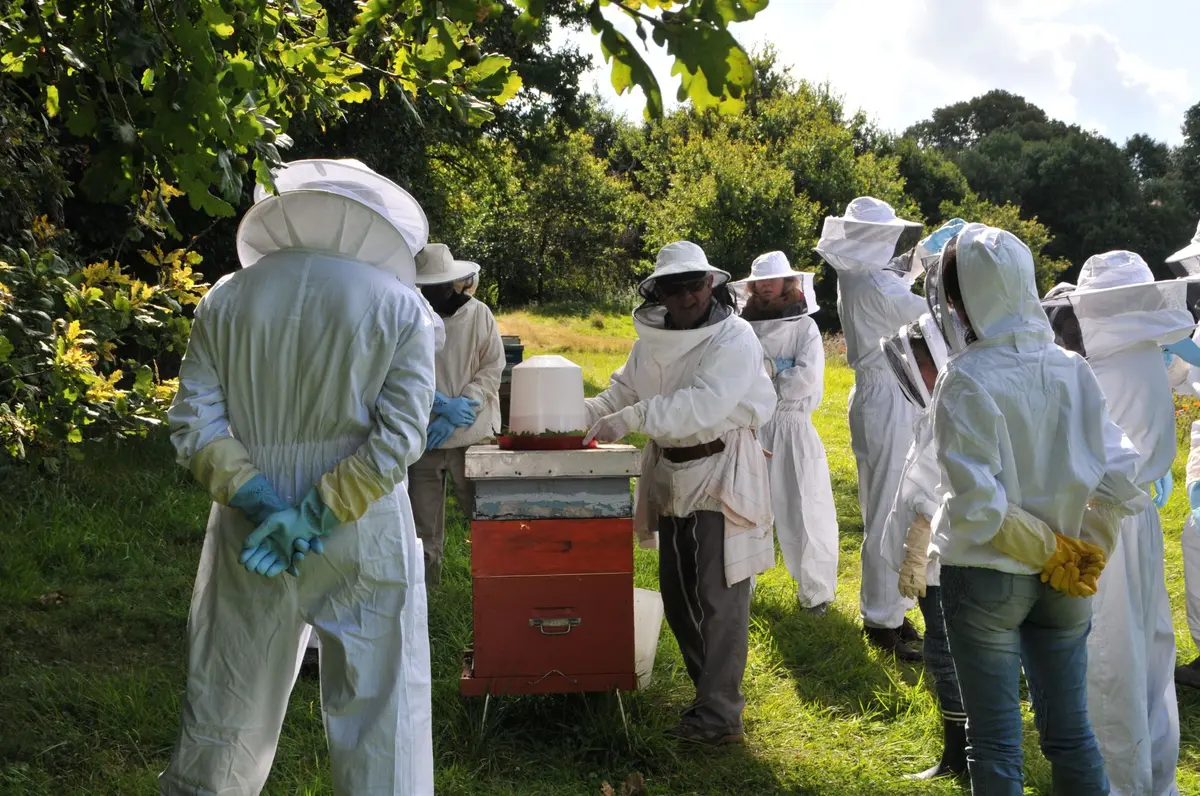 Découverte de l'apiculture avec un apiculteur agréé