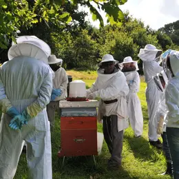Découverte de l'apiculture avec un apiculteur agréé