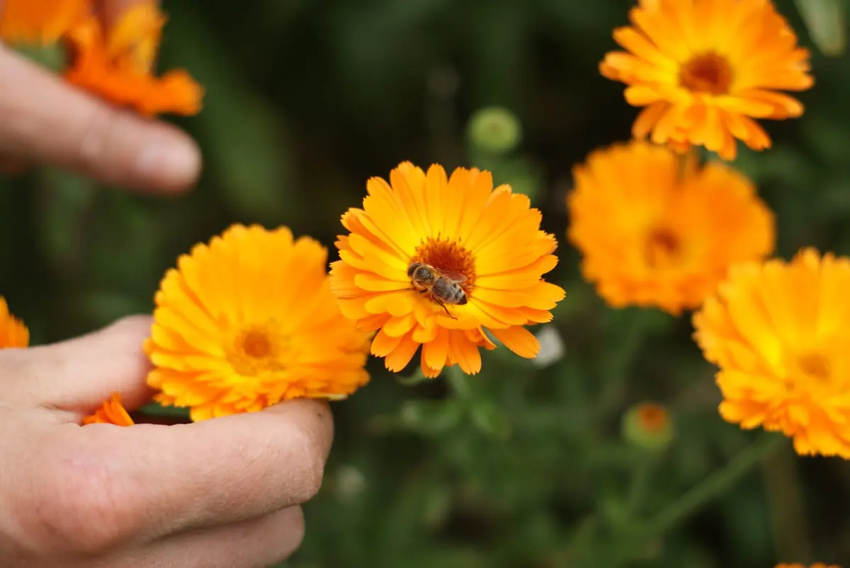 Visite des jardins du Honigberg
