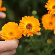Visite des jardins du Honigberg