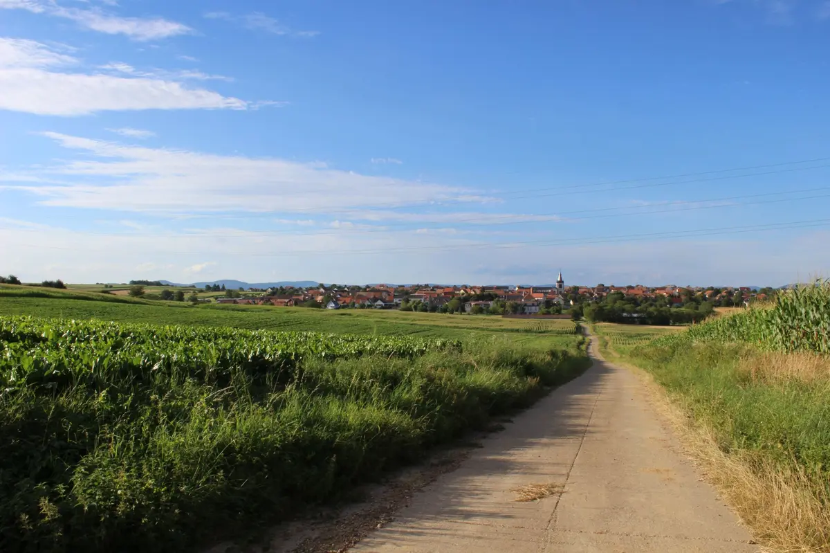 Marche à la découverte des plantes sauvages comestibles et médicinales