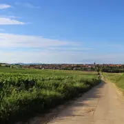 Marche à la découverte des plantes sauvages comestibles et médicinales
