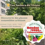 Découverte des plantes comestibles urbaines