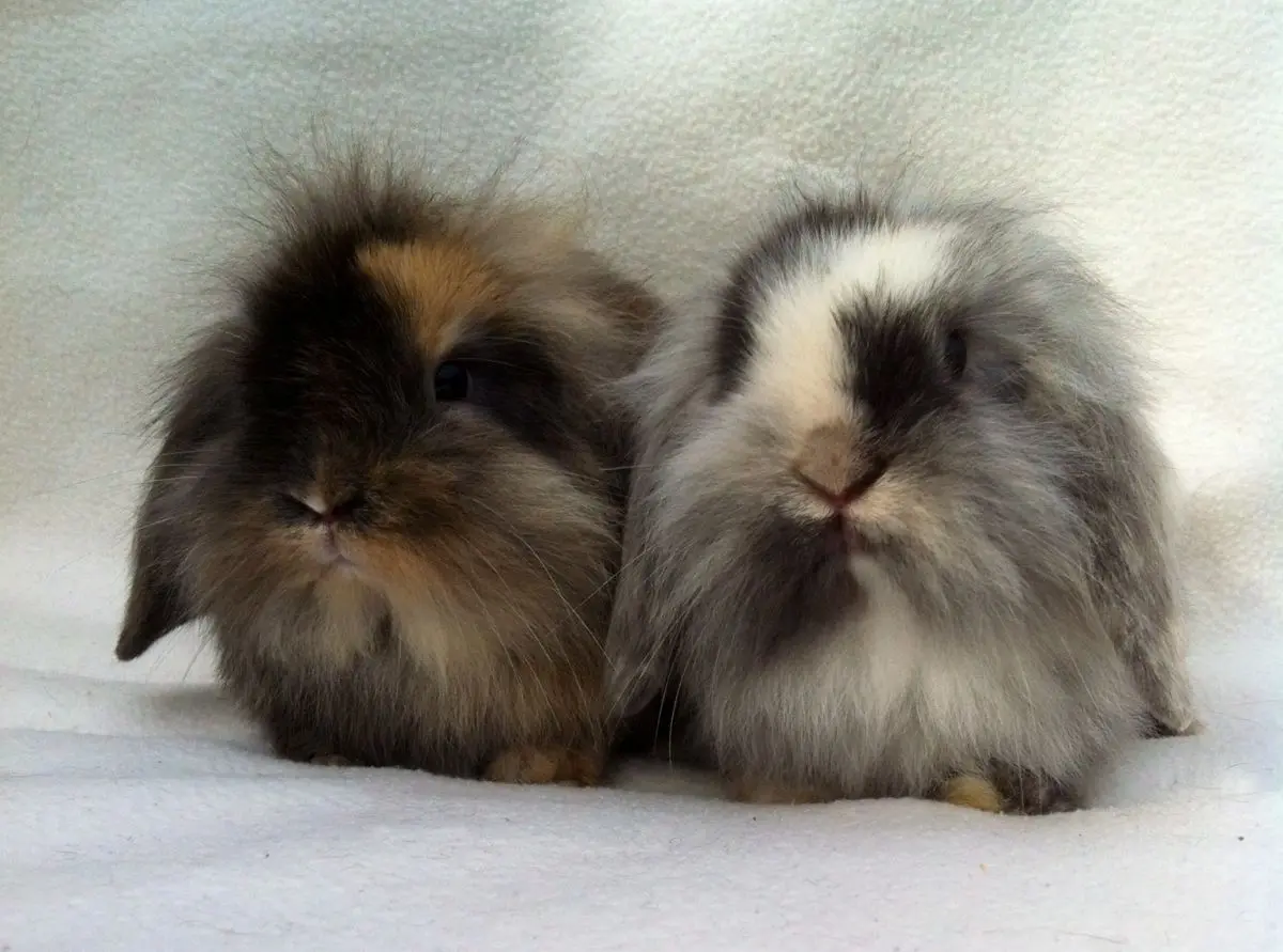 Boules de poils et compagnie