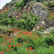 Lorsque la plaine du Rhin s'effondra