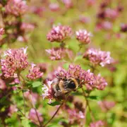 Sortie découverte des plantes sauvages comestibles à Etrechy