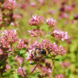 Sortie découverte des plantes sauvages comestibles à Etrechy