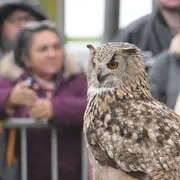 Spectacle de Fauconnerie