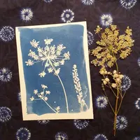 Cyanotype &copy; Cyanotype végétaux - Maryse Druez